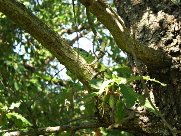 Lucertola ocellata?